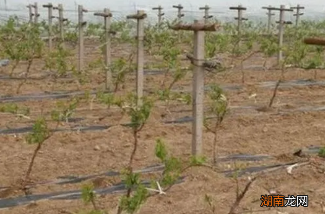 葡萄树什么时候移栽成活率高些 葡萄树移栽时间和方法