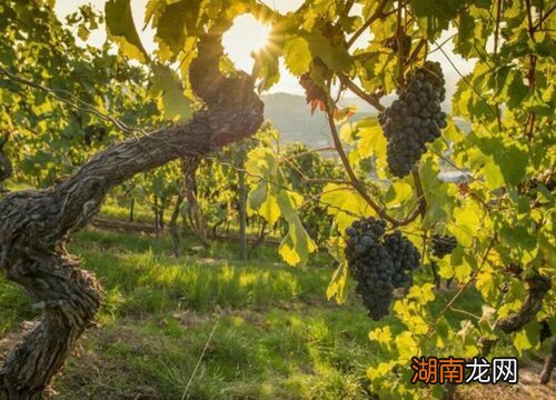 葡萄树什么时候移栽成活率高些 葡萄树移栽时间和方法