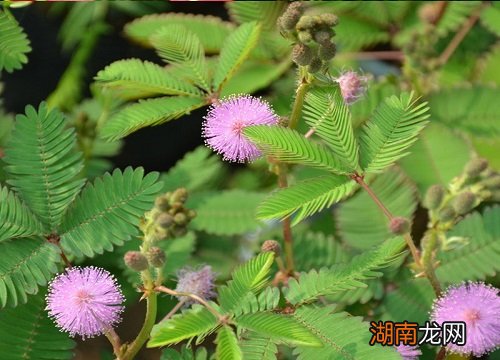 含羞草开花有什么意 含羞草开花什么兆头