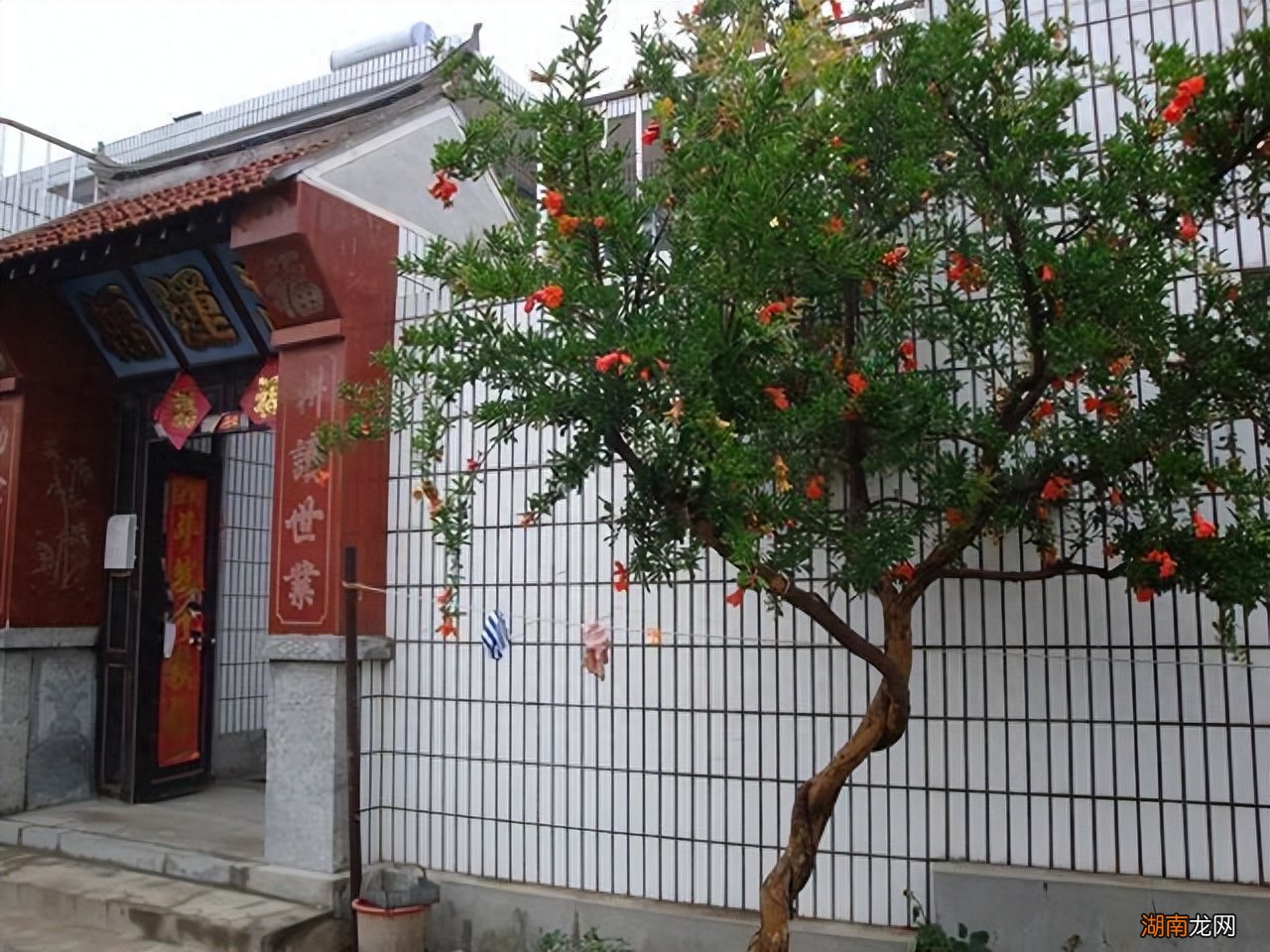 门前6种树最旺宅 门前栽什么树最吉利风水