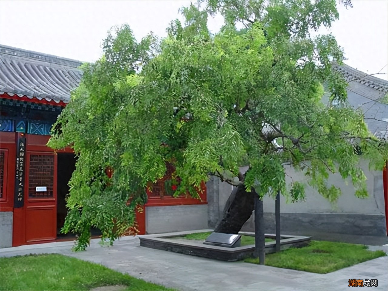 门前6种树最旺宅 门前栽什么树最吉利风水