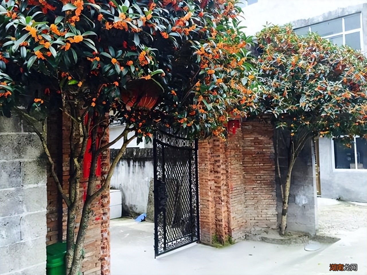 门前6种树最旺宅 门前栽什么树最吉利风水