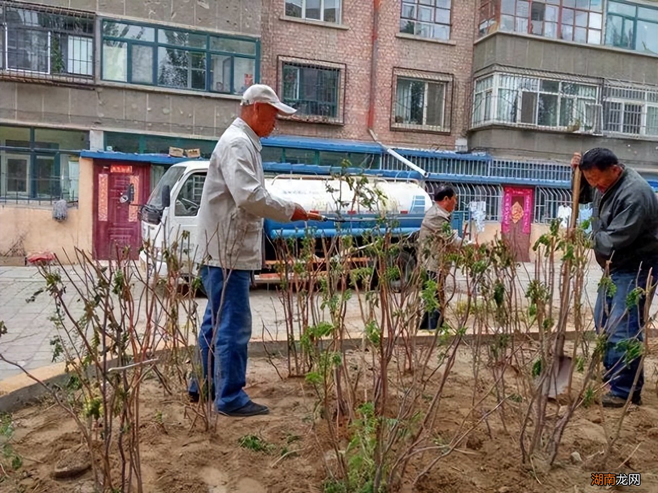 门前6种树最旺宅 门前栽什么树最吉利风水