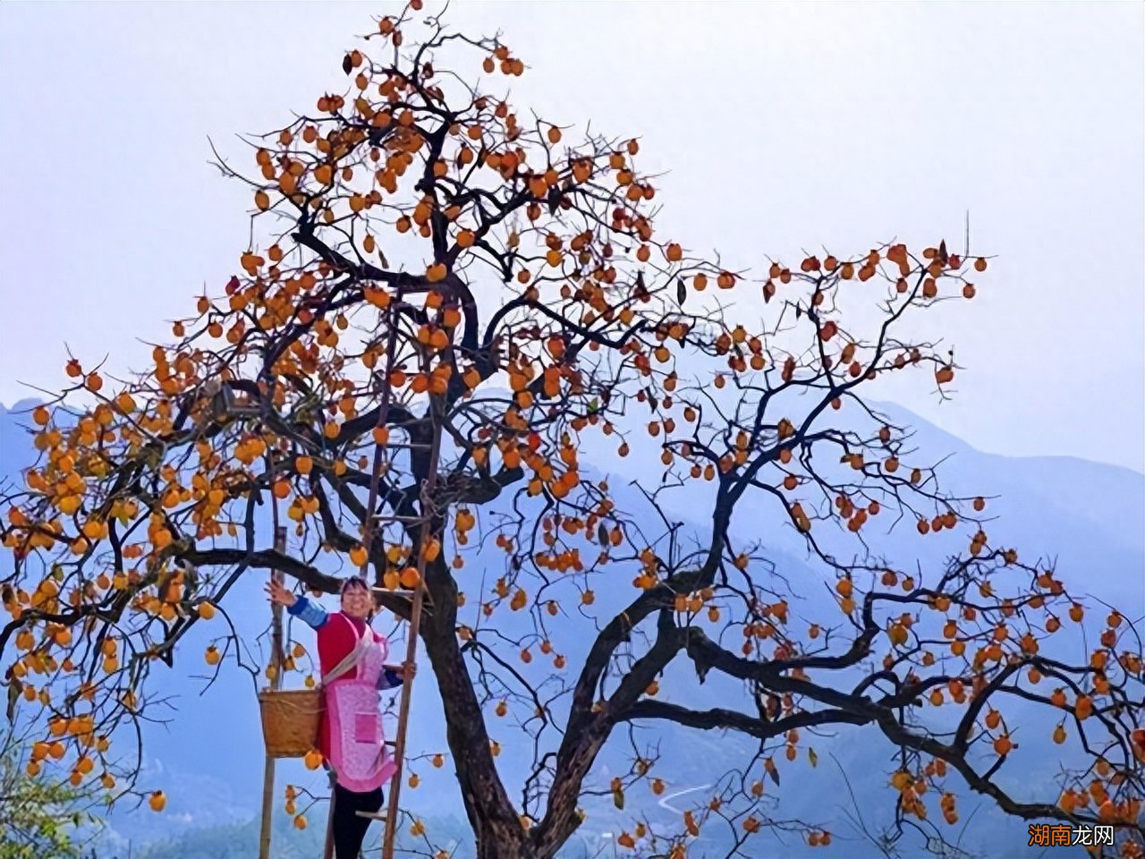 门前6种树最旺宅 门前栽什么树最吉利风水