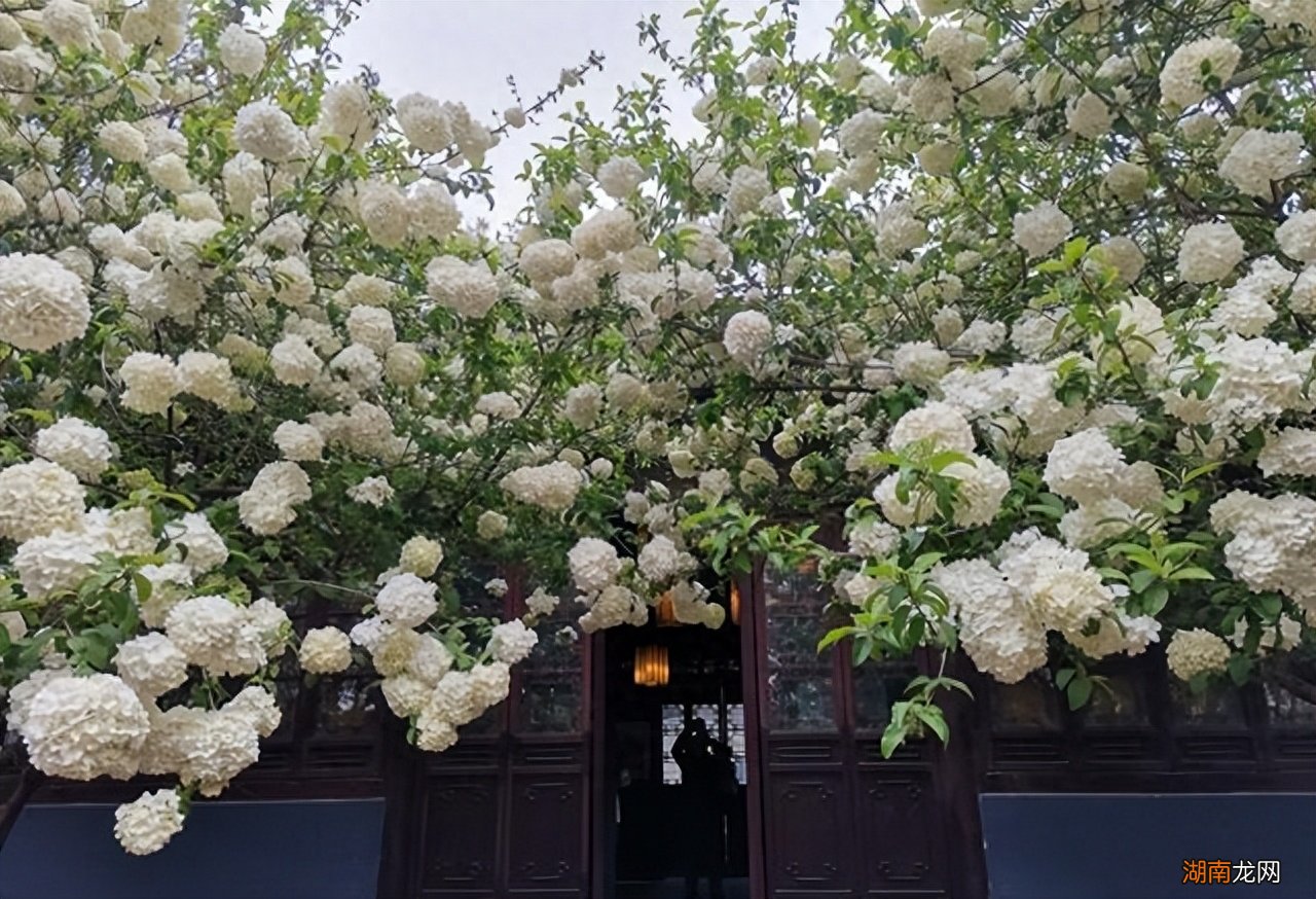 门前6种树最旺宅 门前栽什么树最吉利风水