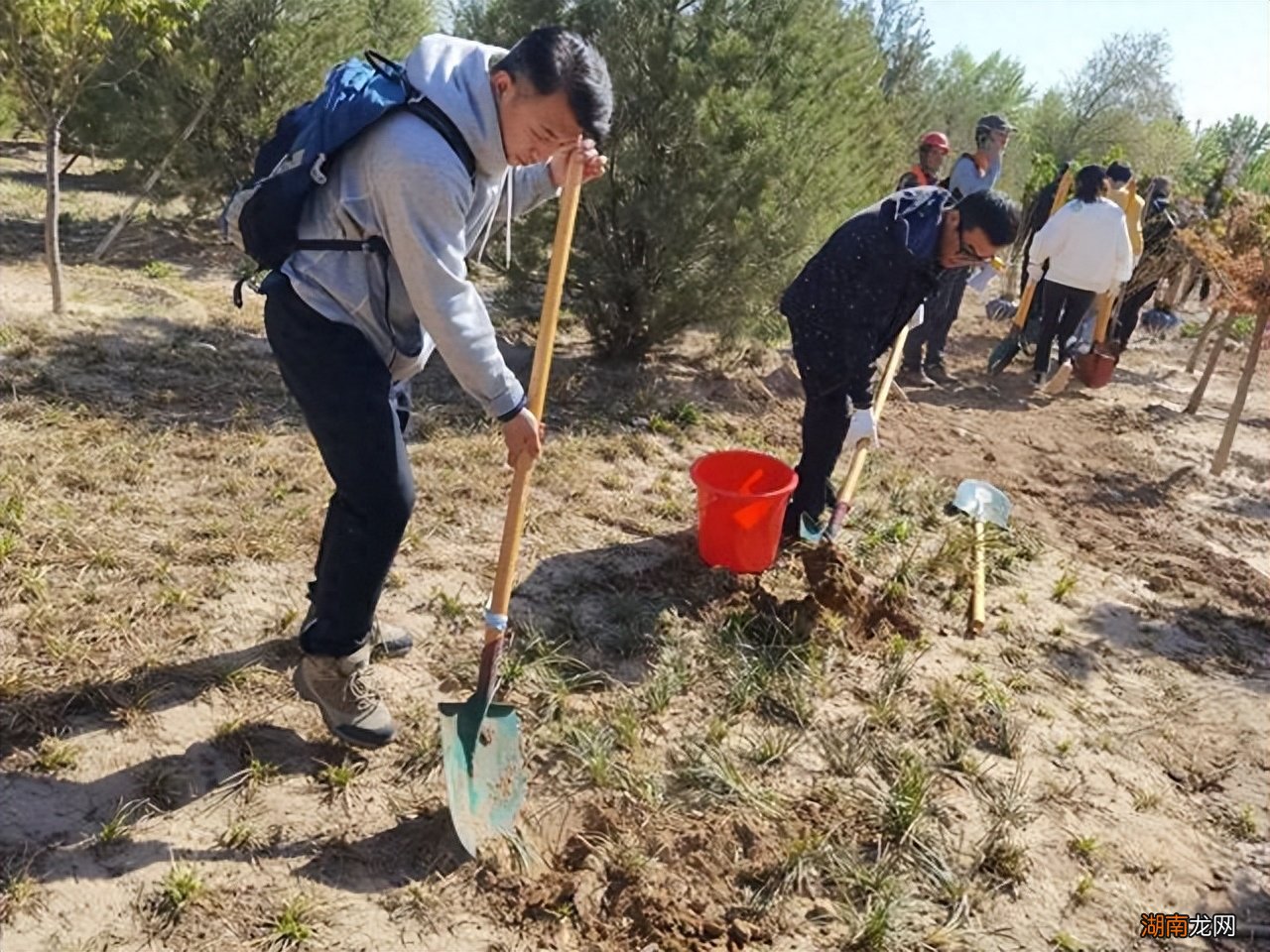 门前6种树最旺宅 门前栽什么树最吉利风水