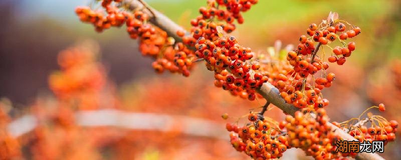 沙棘原浆一天喝多少最好 沙棘原浆一天喝多少最好喝