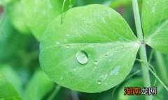 豆角叶的营养价值与功效 豆角叶的营养价值