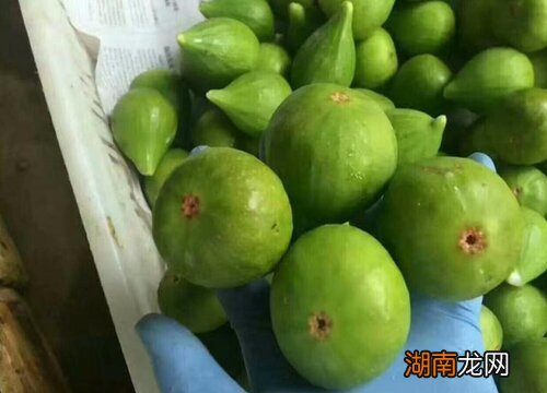 无花果是剥皮吃吗还是直接吃 无花果是不是连皮一起吃