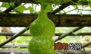 葫芦瓜焖排骨的做法 美味又好吃