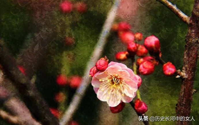 盘点梅花十八雅称 梅花的别称与美称有哪些