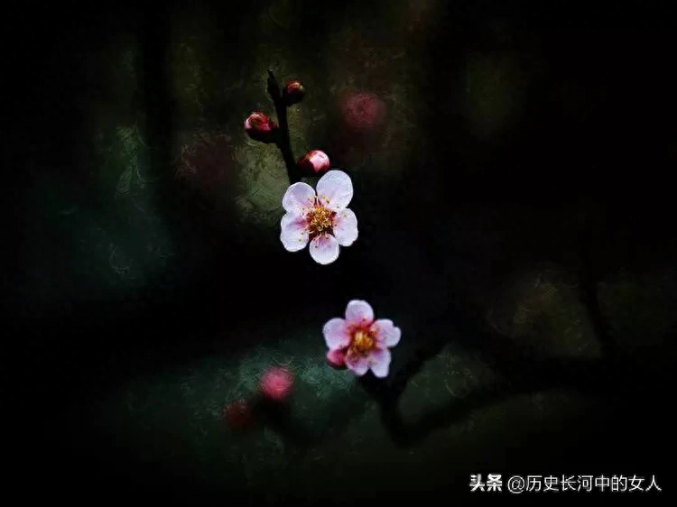 盘点梅花十八雅称 梅花的别称与美称有哪些