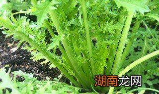 雪里红最简单腌制方法 雪里红最简单腌制方法盐和菜的比例