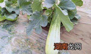 牛角瓜怎么吃 牛角瓜怎么吃好吃又简单