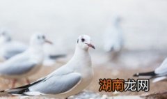 产妇鸽子汤的做法是怎样的 产妇鸽子汤的做法是如何