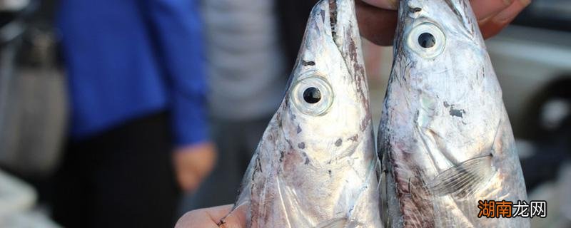 秋刀鱼嘌呤含量高吗 刀鱼嘌呤含量高吗