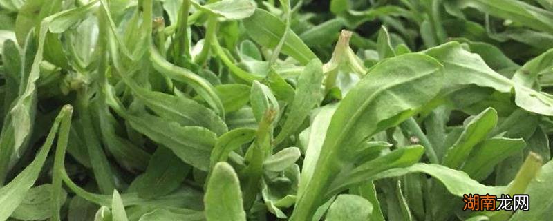 鼠曲草在冰箱里能放多久 鼠曲草在冰箱里能放多久