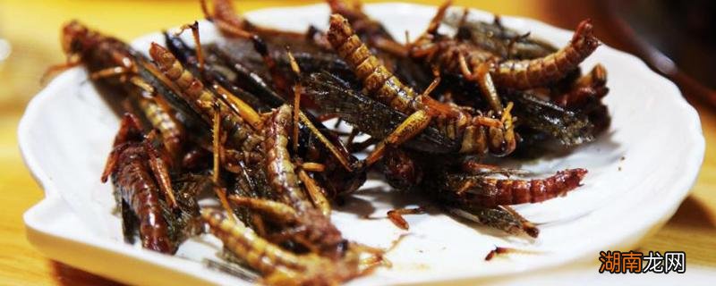 蚂蚱的功效与作用禁忌 蚂蚱的功效与作用