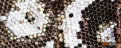 蜜蜂窝的功效与作用 蜜蜂窝的功效与作用小孩能吃吗