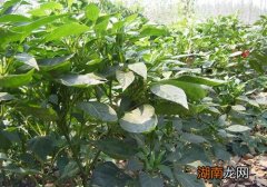 辣椒叶的功效与作用