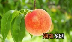 桃子的热量是多少 桃子的热量