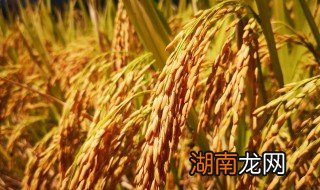 怎样晒稻谷 如何晒稻谷