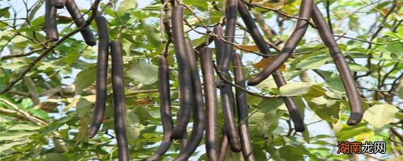 腊肠果的功效与作用能减肥吗 腊肠果的功效与作用