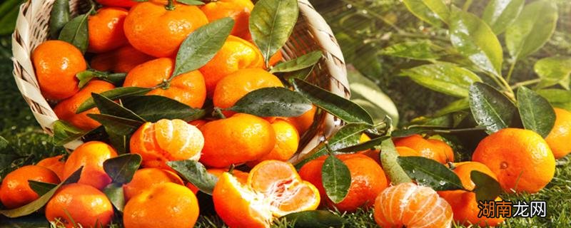 蜜橘的功效与作用 蜜橘的功效与作用禁忌