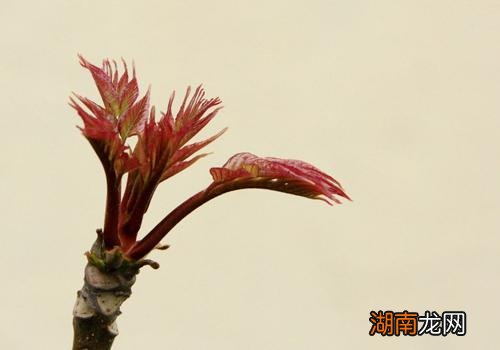 香椿可以祛斑吗 香椿祛斑怎么做