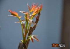 吃香椿拉肚子吗 什么人吃香椿容易拉肚子