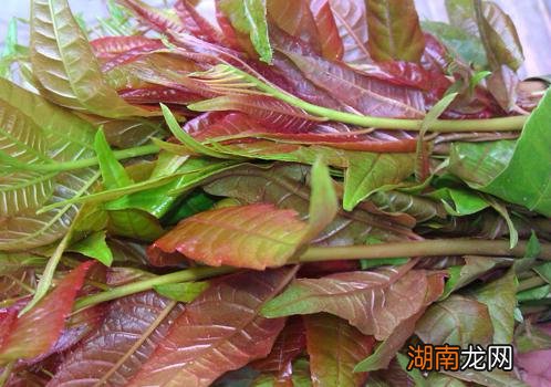 荨麻疹能吃香椿吗 荨麻疹饮食注意什么