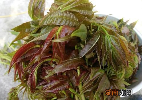 香椿和牛肉能一起吃吗 一起吃有什么作用