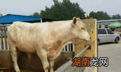 玉米面怎么喂牛最好 这个方法教给大家