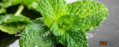 驱蚊薄荷和食用薄荷有什么区别 驱蚊薄荷和食用薄荷有什么区别呢