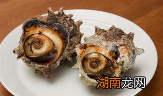 活海螺怎么保存到第二天 活海螺怎么保存