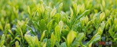 清明茶是属于什么茶 清明茶属于什么茶