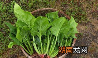 菠菜炒肉的做法 菠菜炒肉的做法视频