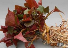 鱼腥草变黄了还能吃吗