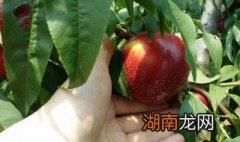 油桃的热量是多少大卡 油桃的热量