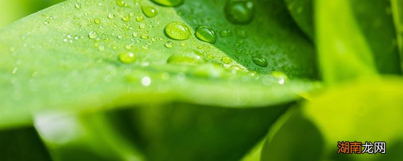 地笋吃了有什么好处 吃地笋有什么好处?