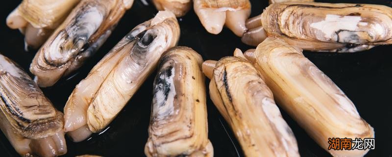 蛏子怎样去除内脏 吃蛏子的禁忌