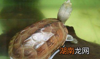 龟的正确食用方法 龟的正确食用方法分享