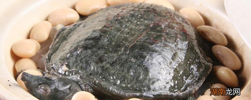 甲鱼蛋要怎么吃 甲鱼蛋要怎么吃最有营养