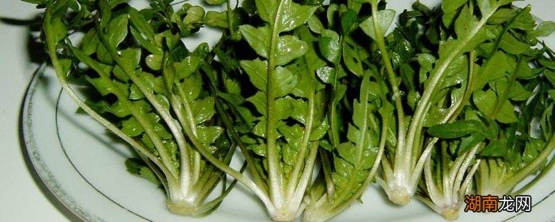 什么人不能吃荠菜 吃荠菜的禁忌