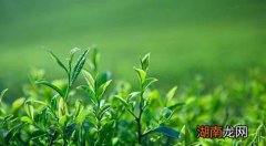清明茶是什么茶
