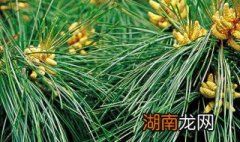 松针茶的制作方法茶 松针茶的制作方法