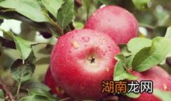 苹果怎么煮着吃能止咳 苹果怎么煮着吃