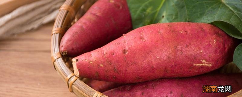 红薯能放冰箱保存吗 红薯最长能放多长时间