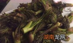 小炒刺嫩芽的做法 小炒刺嫩芽的步骤