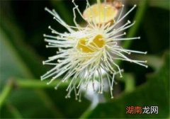 水翁花的功效与作用